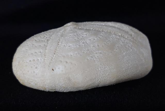 Eupatagus (Oymnopatagus) antillarum (COTTEAU 1875) - Bild &copy; FossNet FossilienStore